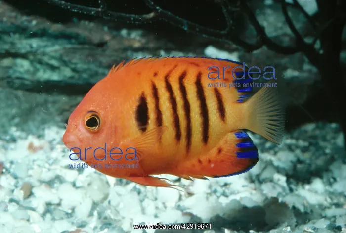 : Flame Angelfish : Flame Angelfish