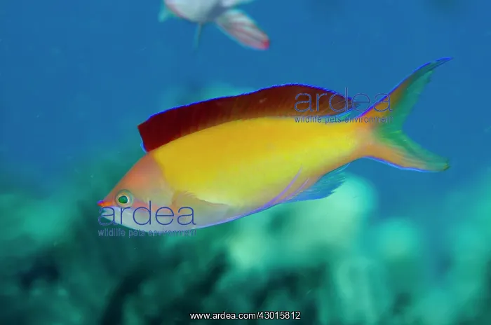 : Flame Anthias with fin extended : Flame Anthias with fin extended
