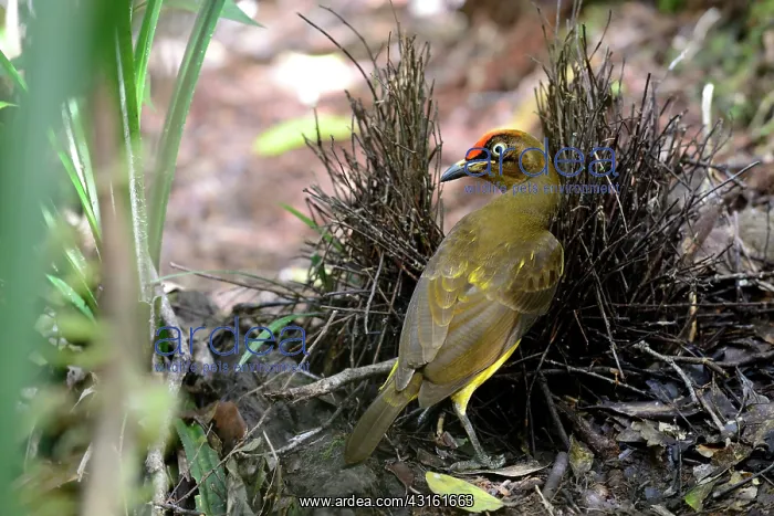 : Flame Bowerbird : Flame Bowerbird