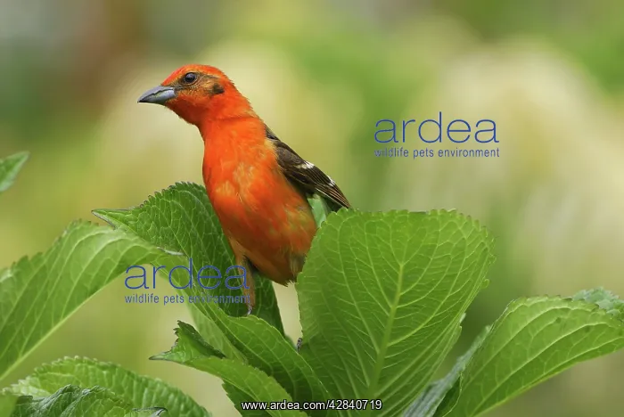 : Flame-colored Tanager : Flame-colored Tanager