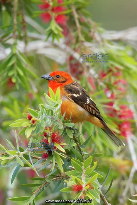 : Flame-colored Tanager : Flame-colored Tanager