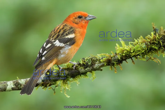 : Flame-colored Tanager : Flame-colored Tanager