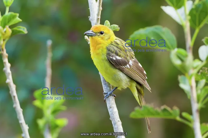  : Flame-colored Tanager (female)