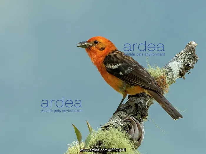 : Flame-colored Tanager (Piranga bidentata), male : Flame-colored Tanager (Piranga bidentata), male