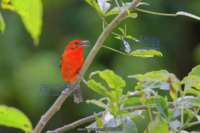 : Flame Coloured Tanager - male eating spider Piranga bidentat : Flame Coloured Tanager - male eating spider Piranga bidentat