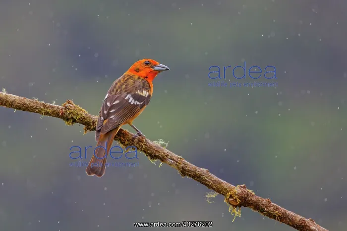 : Flame Coloured Tanager - male Piranga bidentata San Gerardo : Flame Coloured Tanager - male Piranga bidentata San Gerardo