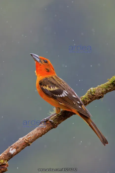 : Flame Coloured Tanager - male Piranga bidentata San Gerardo : Flame Coloured Tanager - male Piranga bidentata San Gerardo