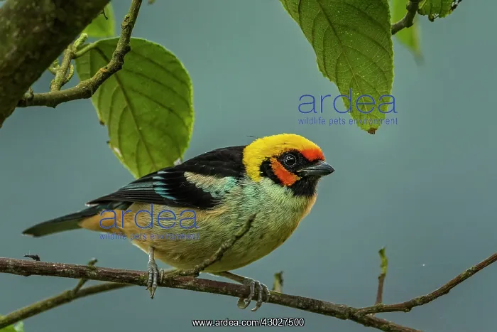 : Flame-faced Tanager, Chicaque Natural Park, Colombia : Flame-faced Tanager, Chicaque Natural Park, Colombia