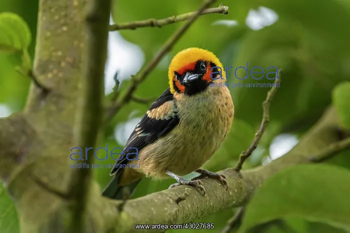 : Flame-faced Tanager, Chicaque Natural Park, Colombia : Flame-faced Tanager, Chicaque Natural Park, Colombia