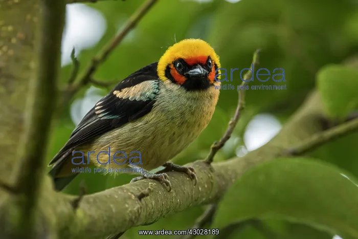 : Flame-faced Tanager, Chicaque Natural Park, Colombia : Flame-faced Tanager, Chicaque Natural Park, Colombia
