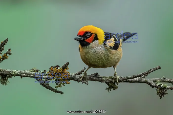 : Flame-faced Tanager, Chicaque Natural Park, Colombia : Flame-faced Tanager, Chicaque Natural Park, Colombia
