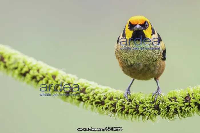  : Flame-faced tanager, living in the endangered Choco