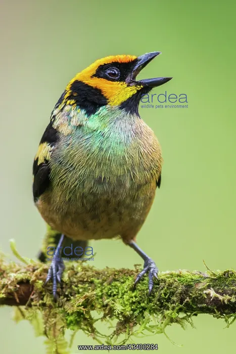 : Flame-faced tanager, living in the endangered Choco : Flame-faced tanager, living in the endangered Choco