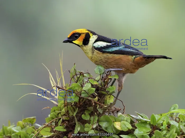 : Flame-faced Tanager (Tangara parzudakii), Maspi, Ecuador : Flame-faced Tanager (Tangara parzudakii), Maspi, Ecuador