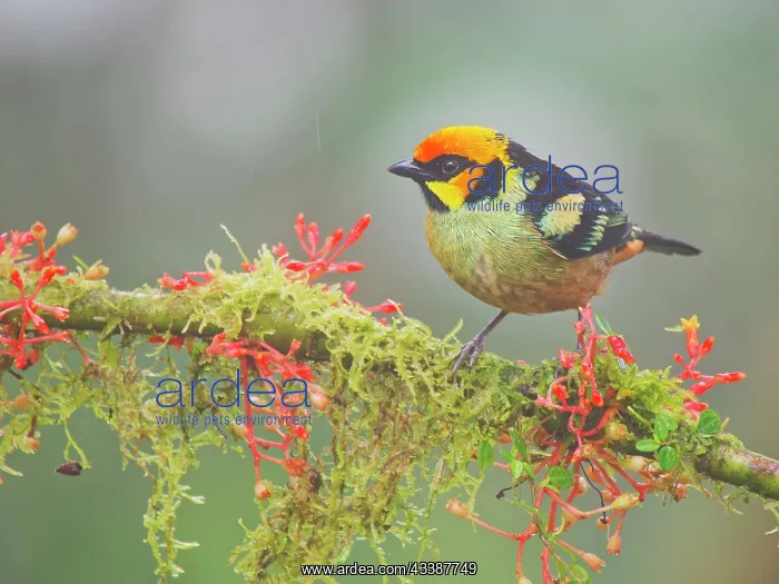 : Flame Faced Tanager Tangara parzudakii Ecuador B : Flame Faced Tanager Tangara parzudakii Ecuador B