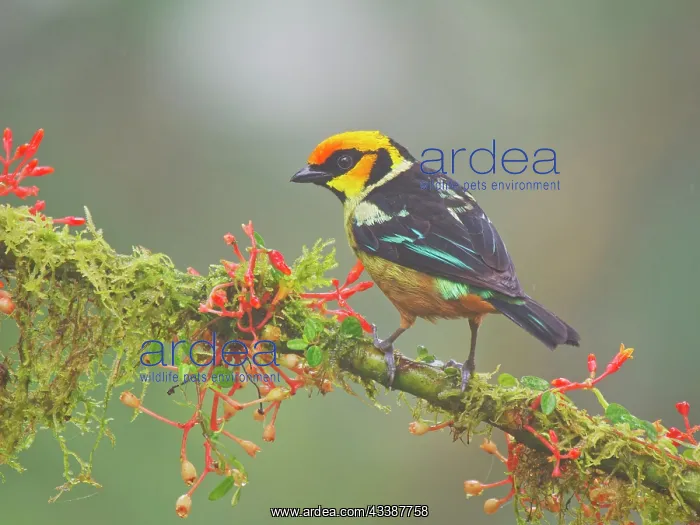 : Flame Faced Tanager Tangara parzudakii Ecuador B : Flame Faced Tanager Tangara parzudakii Ecuador B