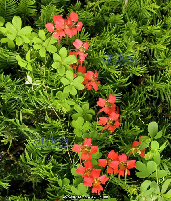  : Flame flower at Hidcote Manor garden