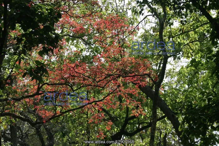 : Flame of the forest - Gold Mohur Tree : Flame of the forest - Gold Mohur Tree