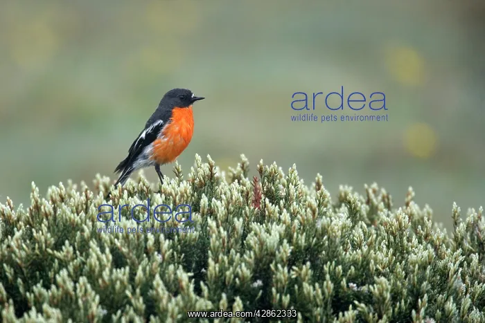 : Flame Robin - adult sitting on a bush : Flame Robin - adult sitting on a bush