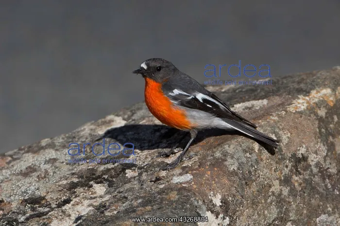 : Flame Robin - perched on a stone - Mt Wellington : Flame Robin - perched on a stone - Mt Wellington