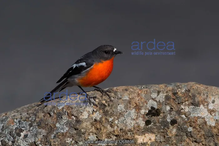 : Flame Robin - perched on a stone - Mt Wellington : Flame Robin - perched on a stone - Mt Wellington