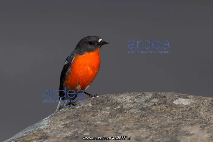 : Flame Robin - perched on a stone - Mt Wellington : Flame Robin - perched on a stone - Mt Wellington