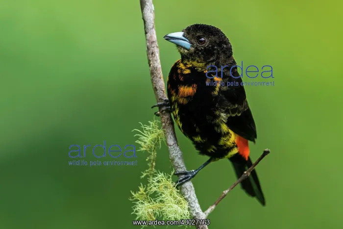 : Flame-rumped Tanager, Las Tangaras Bird Reserve : Flame-rumped Tanager, Las Tangaras Bird Reserve