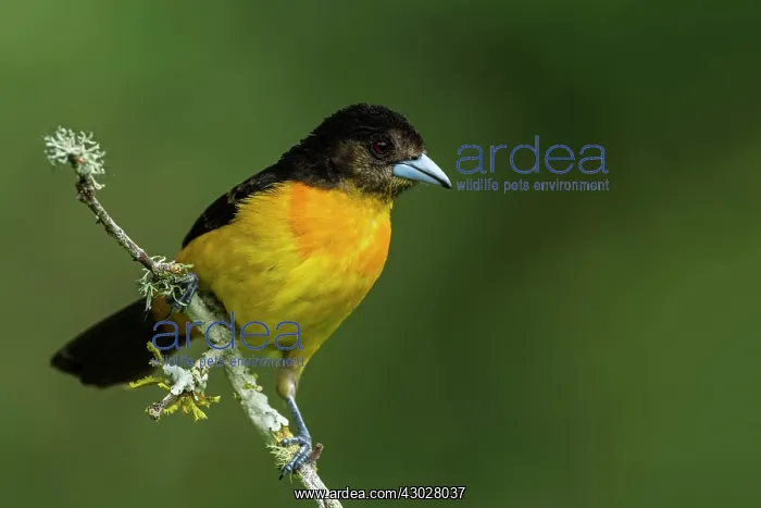 : Flame-rumped Tanager, Las Tangaras Bird Reserve : Flame-rumped Tanager, Las Tangaras Bird Reserve