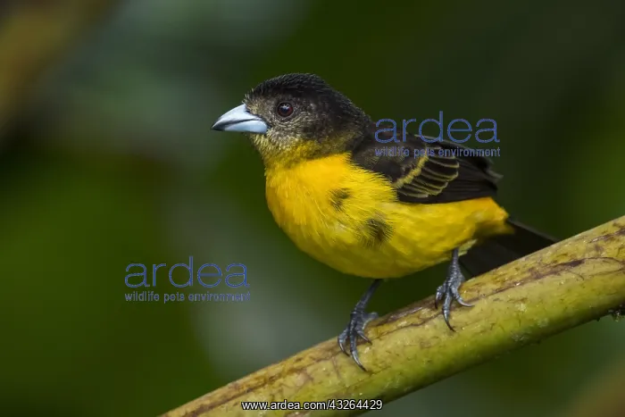 : Flame-rumped Tanager (Ramphocelus flammigerus) juvenile : Flame-rumped Tanager (Ramphocelus flammigerus) juvenile