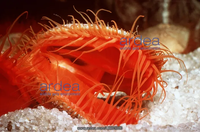 : FLAME SCALLOP : FLAME SCALLOP