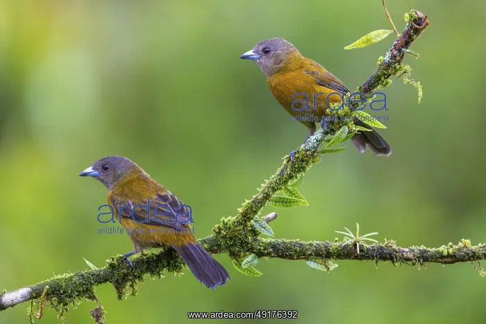 : Flame tanager (Pamphecelus passerinii) : Flame tanager (Pamphecelus passerinii)
