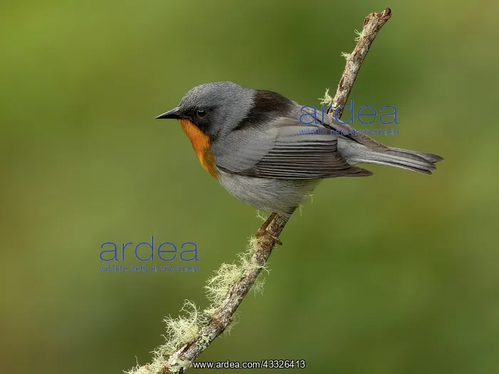: Flame-throated Warbler (Oreothlypis gutturalis) : Flame-throated Warbler (Oreothlypis gutturalis)
