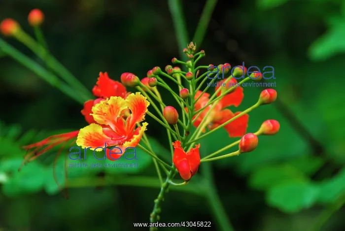 : Flame tree : Flame tree