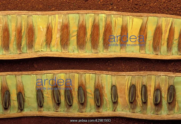 : Flame tree - Pod and seeds : Flame tree - Pod and seeds