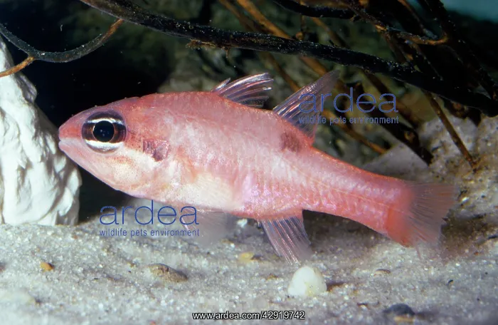: Flamefish (Apogon maculatus). Bermuda to Brazil : Flamefish (Apogon maculatus). Bermuda to Brazil