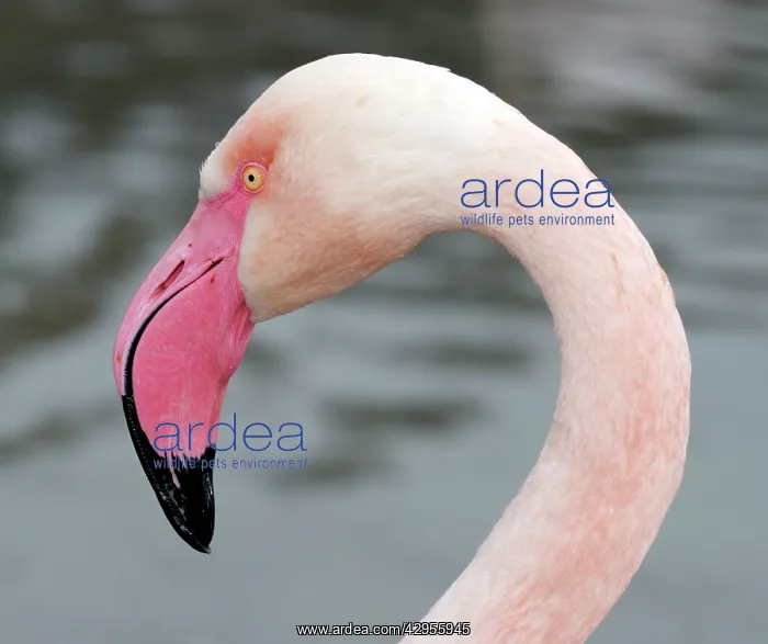  : Flamingo (Phoenicopterus sp)