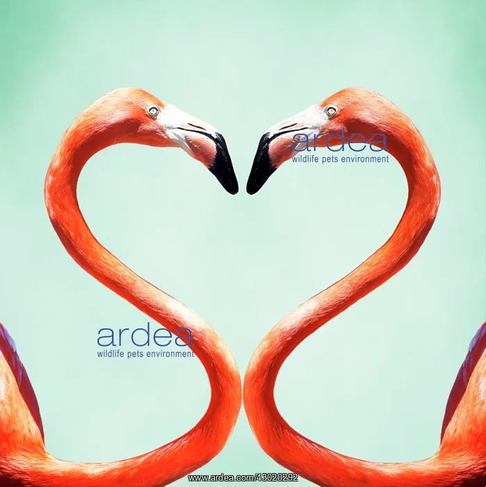 : Flamingo a pair of Flamingos creating a heart shape Digital Manipulation : Flamingo a pair of Flamingos creating a heart shape Digital Manipulation