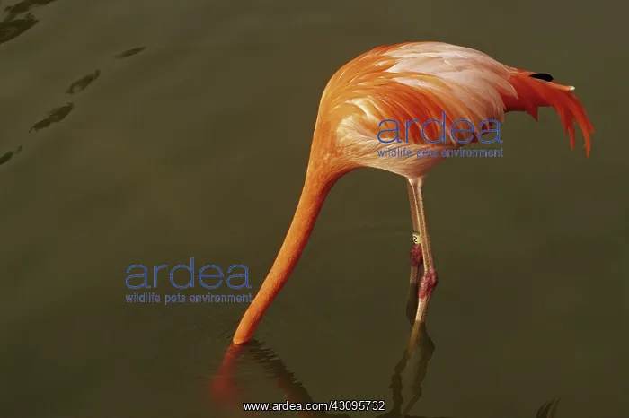 : Flamingo with its head in the water; Sea World Adventure Park, San Diego, California : Flamingo with its head in the water; Sea World Adventure Park, San Diego, California