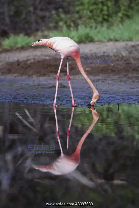 : Flamingo. Carribean flamingo (Phoenicopterus ruber) feeding in water : Flamingo. Carribean flamingo (Phoenicopterus ruber) feeding in water