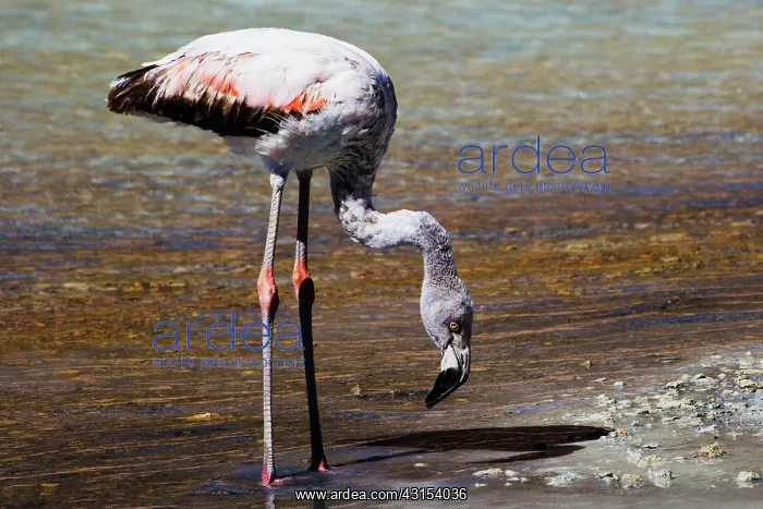 : Flamingo (Phoenicopteridae sp) stands in thermal pool at edge of salt lake Salar de Surire : Flamingo (Phoenicopteridae sp) stands in thermal pool at edge of salt lake Salar de Surire