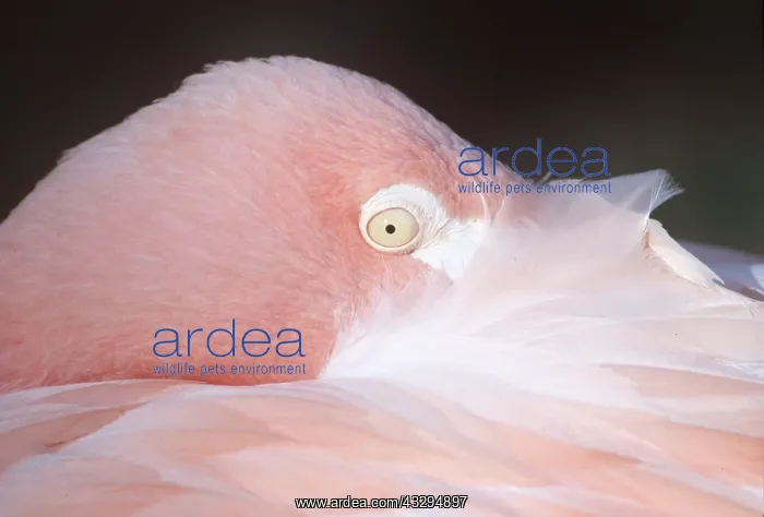 : FLAMINGO - close-up of eye : FLAMINGO - close-up of eye