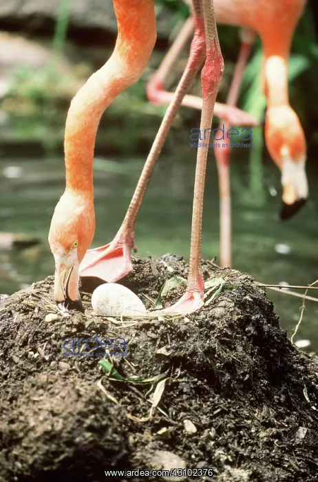 : Flamingo with egg at nest : Flamingo with egg at nest