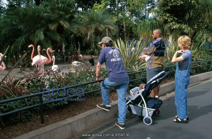 : Flamingo Exhibit : Flamingo Exhibit