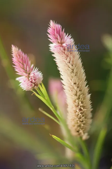 : Flamingo feather : Flamingo feather