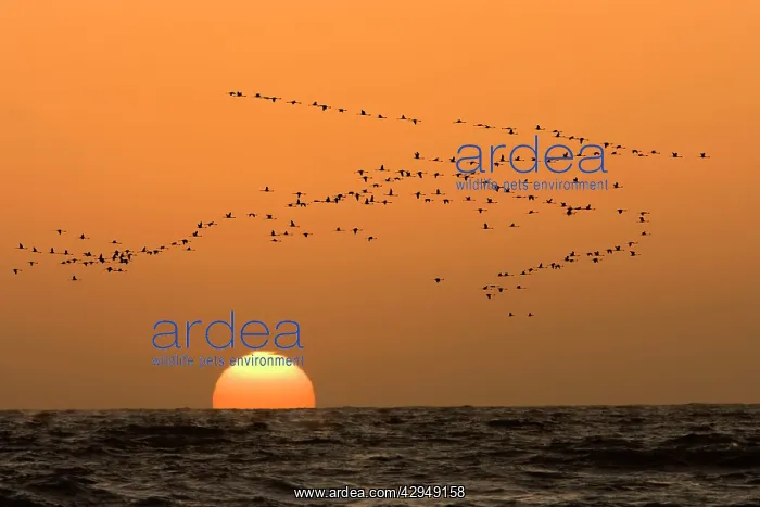 : Flamingo Flock - In flight at sunset over the Atlantic : Flamingo Flock - In flight at sunset over the Atlantic