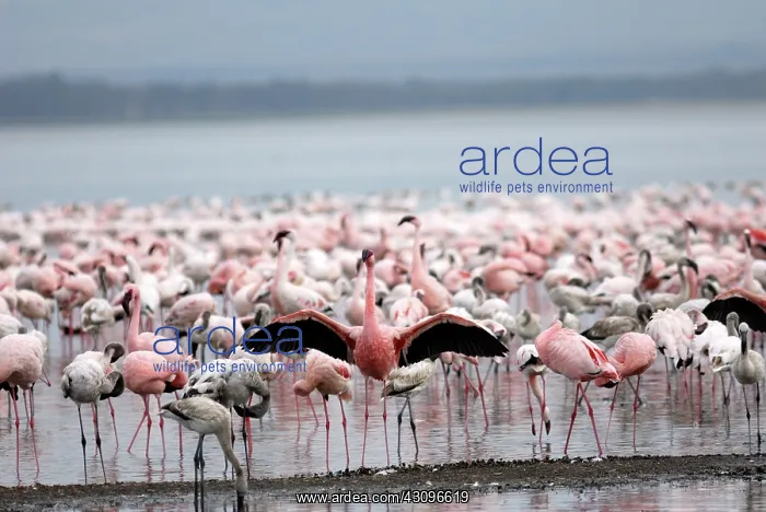 : Flamingo Flocks : Flamingo Flocks