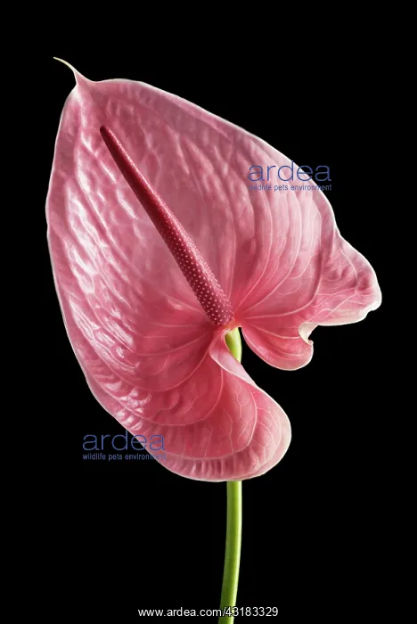 : Flamingo flower, Anthurium, Front view of single : Flamingo flower, Anthurium, Front view of single