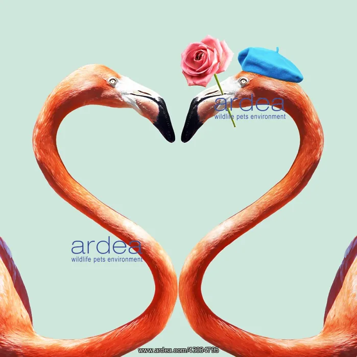  : Flamingo, a pair of Flamingos creating a heart