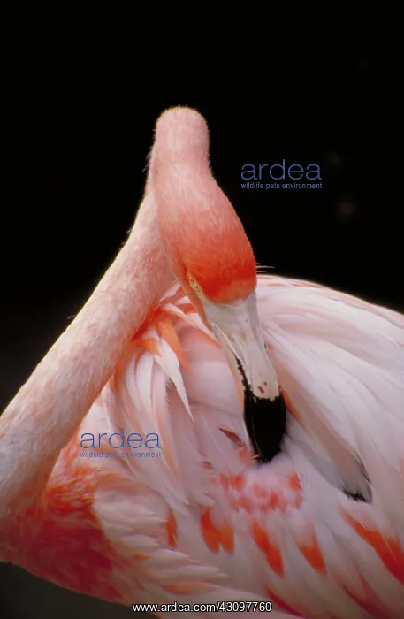 : Flamingo Preening : Flamingo Preening