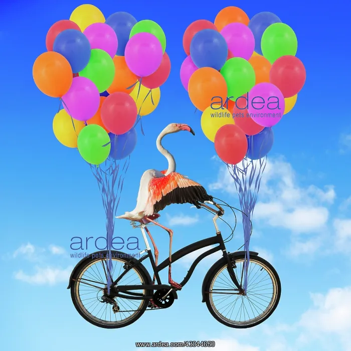  : Flamingo, riding a bike